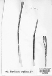 Epichloe typhina image
